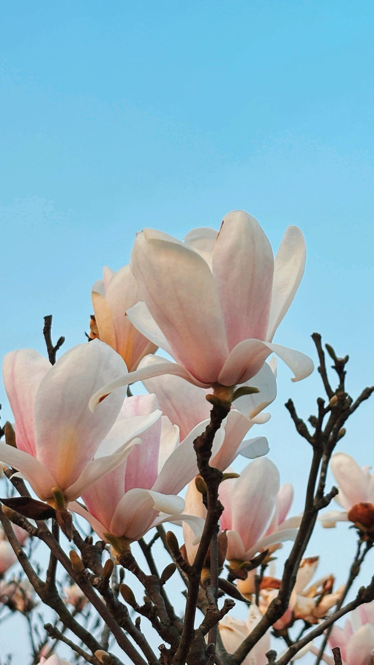 白鹭你总以一身洁白掠过水面，也掠过人间的尘埃翅膀轻得像一句叹息不