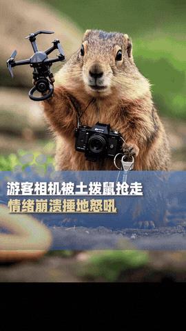 “贷款给土拨鼠送礼，笑死了！”青海海北一景区，一位男性游客跪在地上双手捶地，情绪
