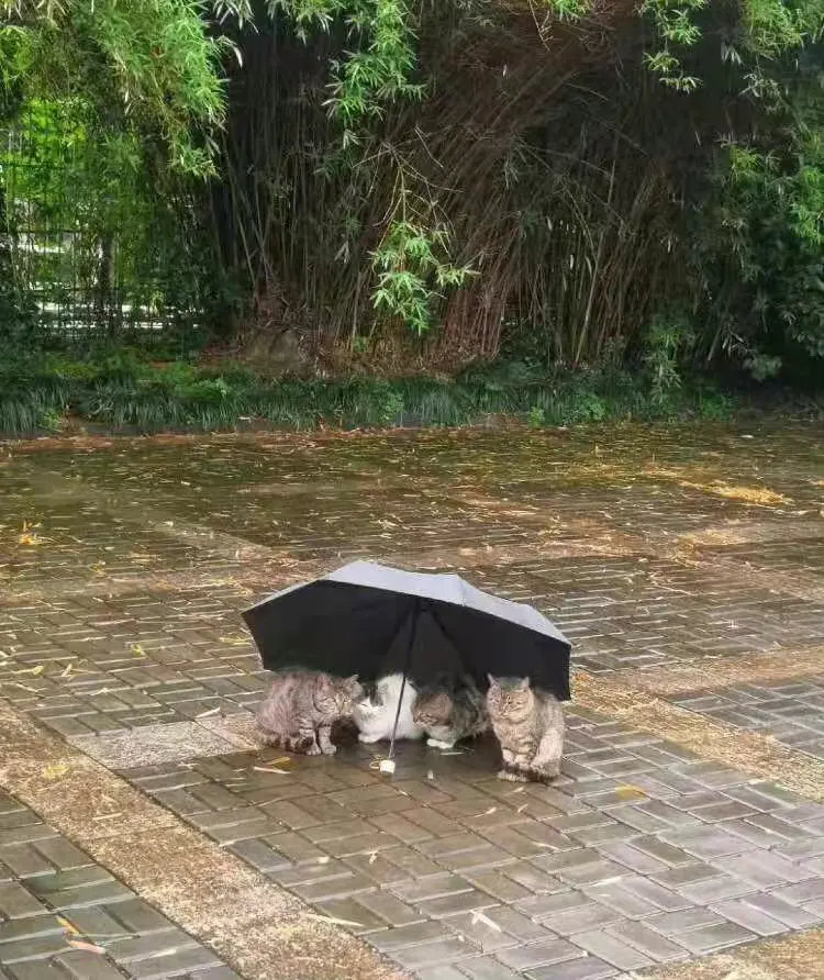 哪个好心人放的伞，太暖心了！