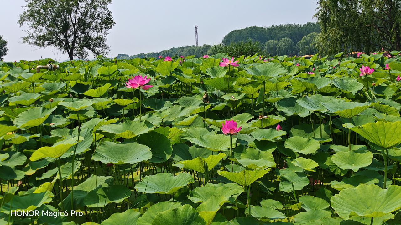 在荷塘中穿行，与荷花共舞是什么感觉？恰逢盛花期，大运河森林公园东园的荷花尽数