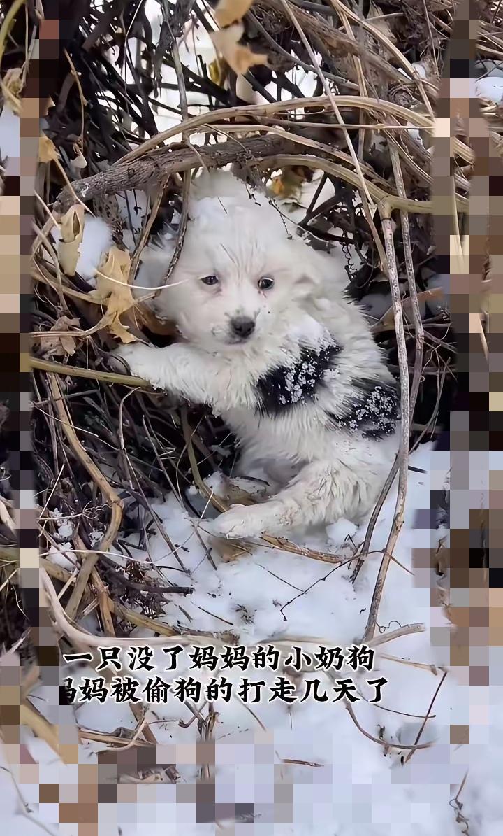 狗妈妈护崽被打跑，寒风里的小狗差点没命！这事真的越想越气就