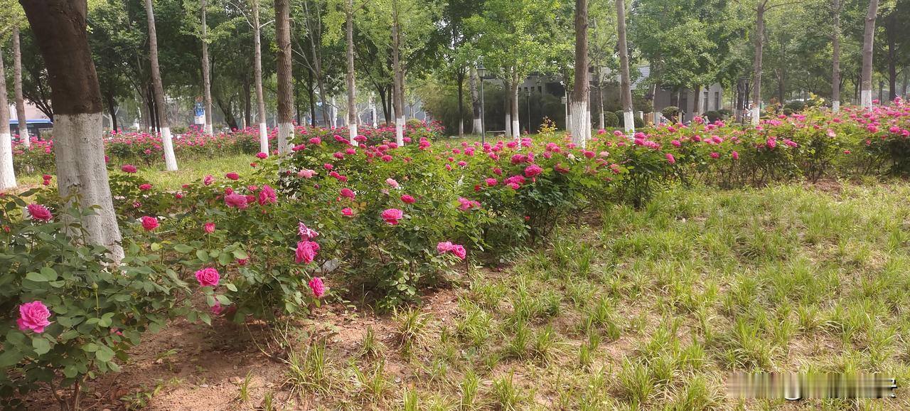 现在闲人太多了，60岁左右的。