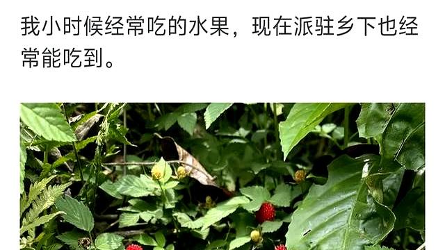 哪些水果已经被时代所抛弃?