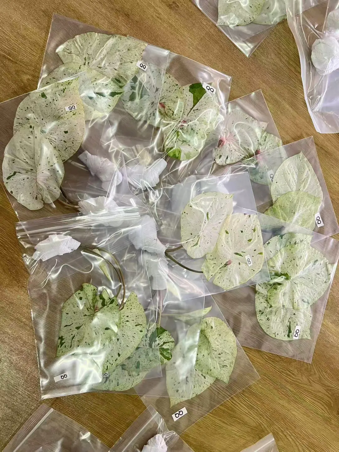 这批薄荷糖还有名额需要直接拍