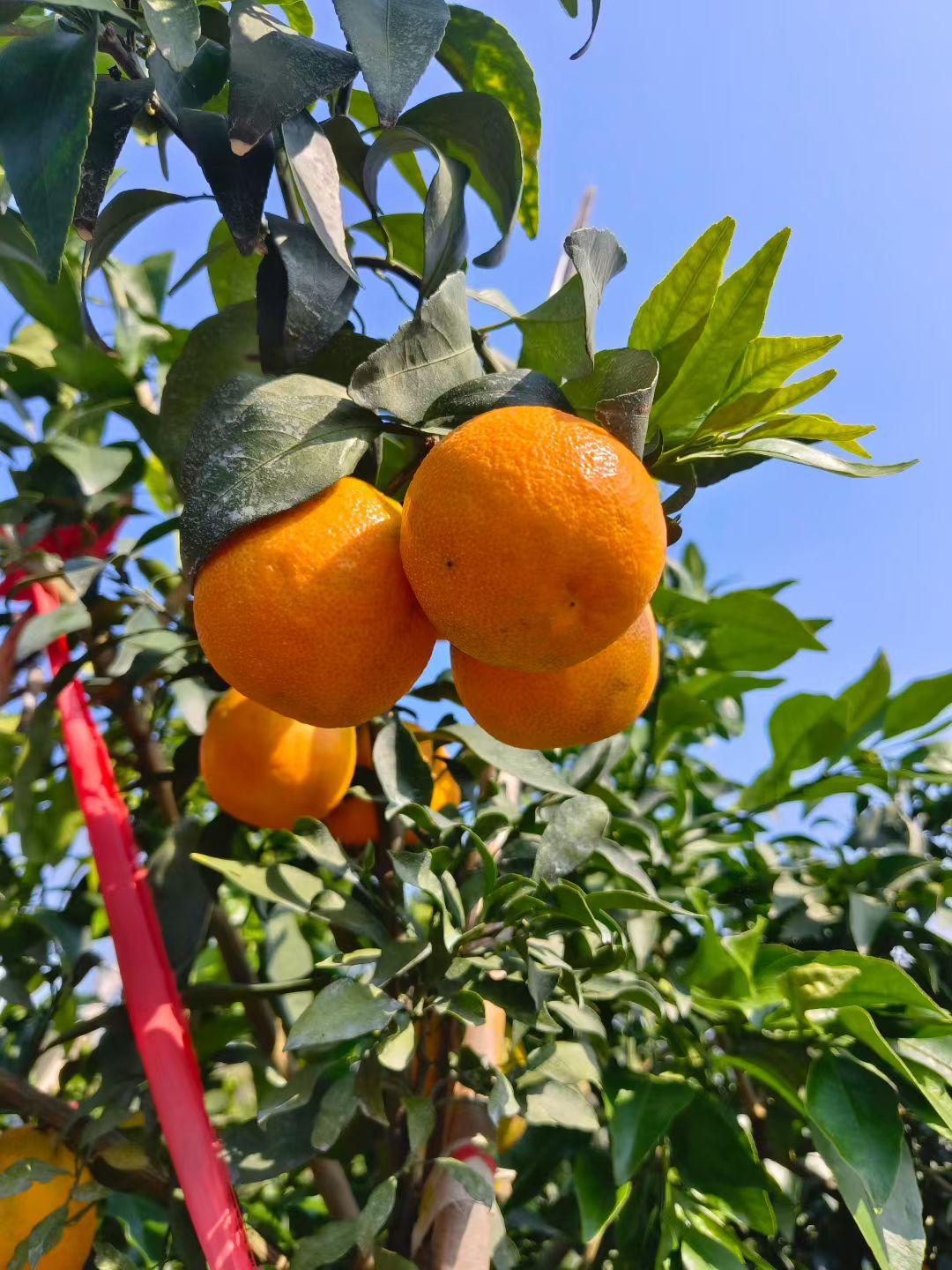 站桩锻炼顺其自然当我们的站桩锻炼形成习惯以后，我们每天的站桩运动都是轻