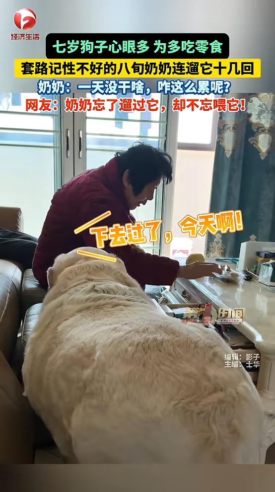 “笑不活了！”近日，江苏，一狗子因为嘴馋，竟耍心眼“套路”记性不好的奶奶，主动跑