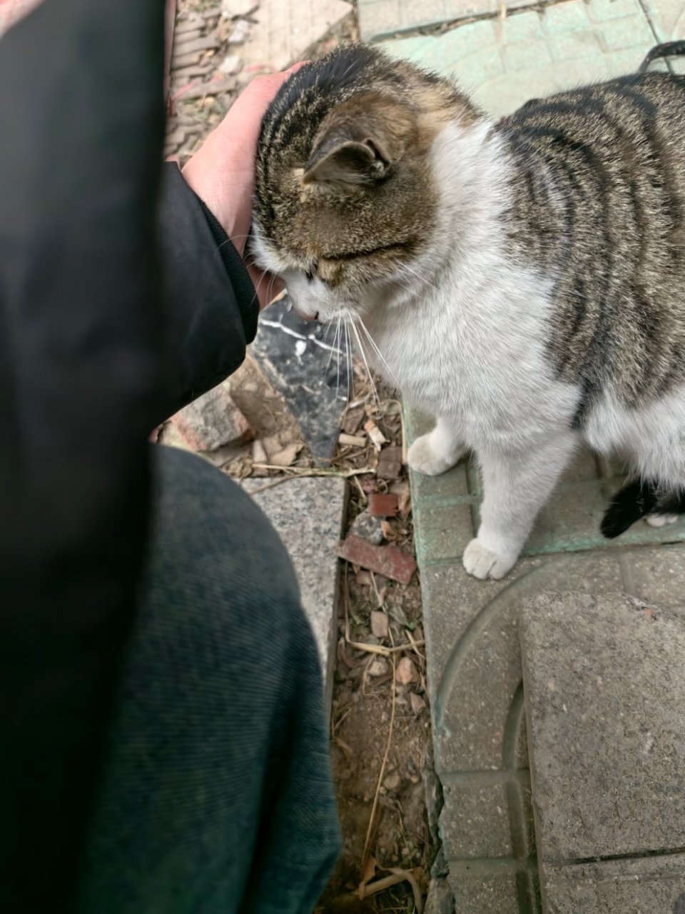 萌宠坚持要送麻麻出门打猎的宝宝