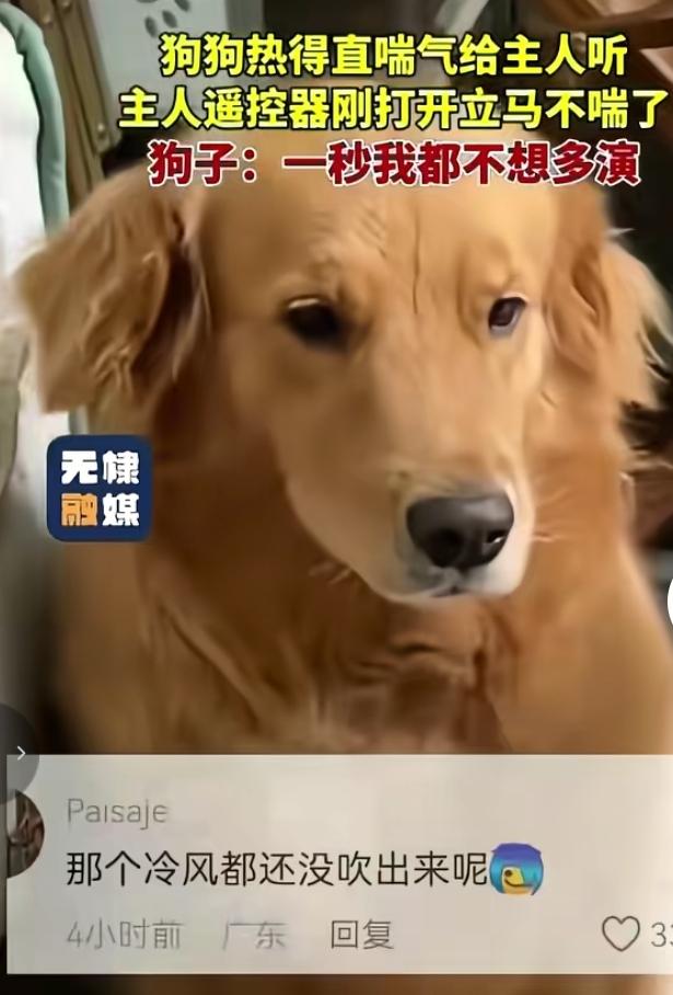 金毛影帝在线摆烂，空调一开秒收工天气燥热，家里这只金毛堪称演技天花板。刚才