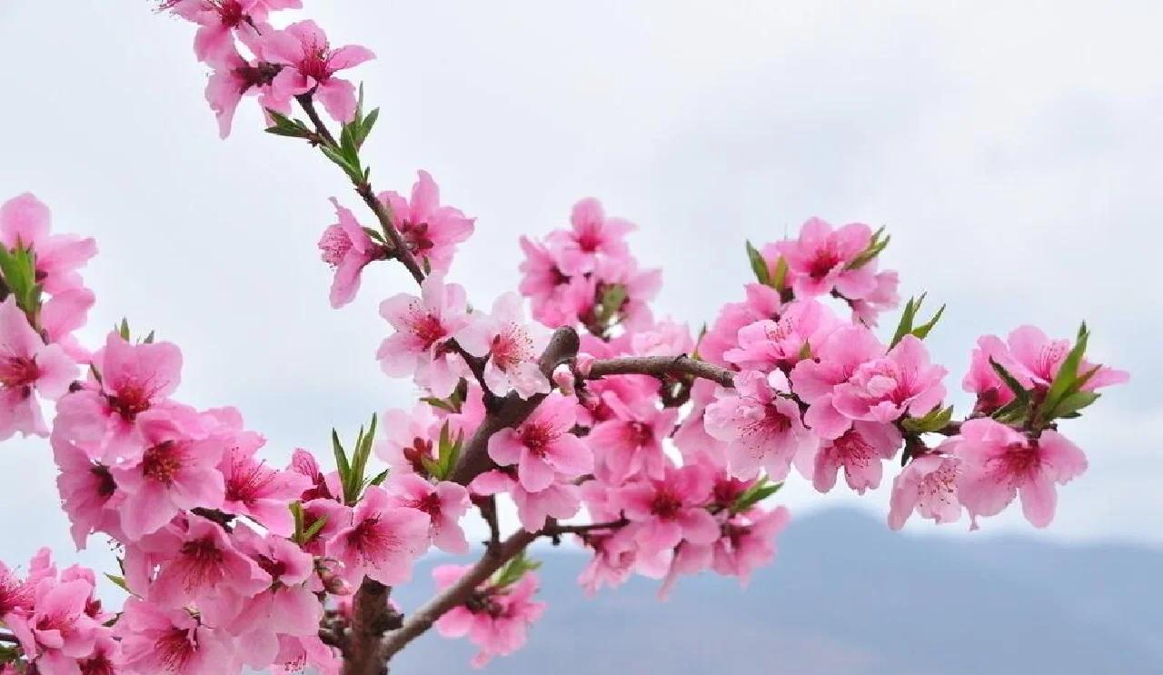 春日生活打卡季春日里，桃花绝对是一道亮丽的风景线。在北国，“桃花烟雨此春年，北