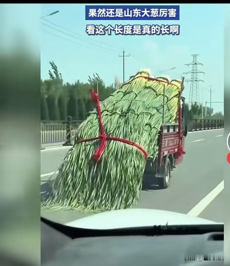 南方网友到山东看到大葱后惊呆了，这反应太真实了！山东大葱那是真的大，10月16日