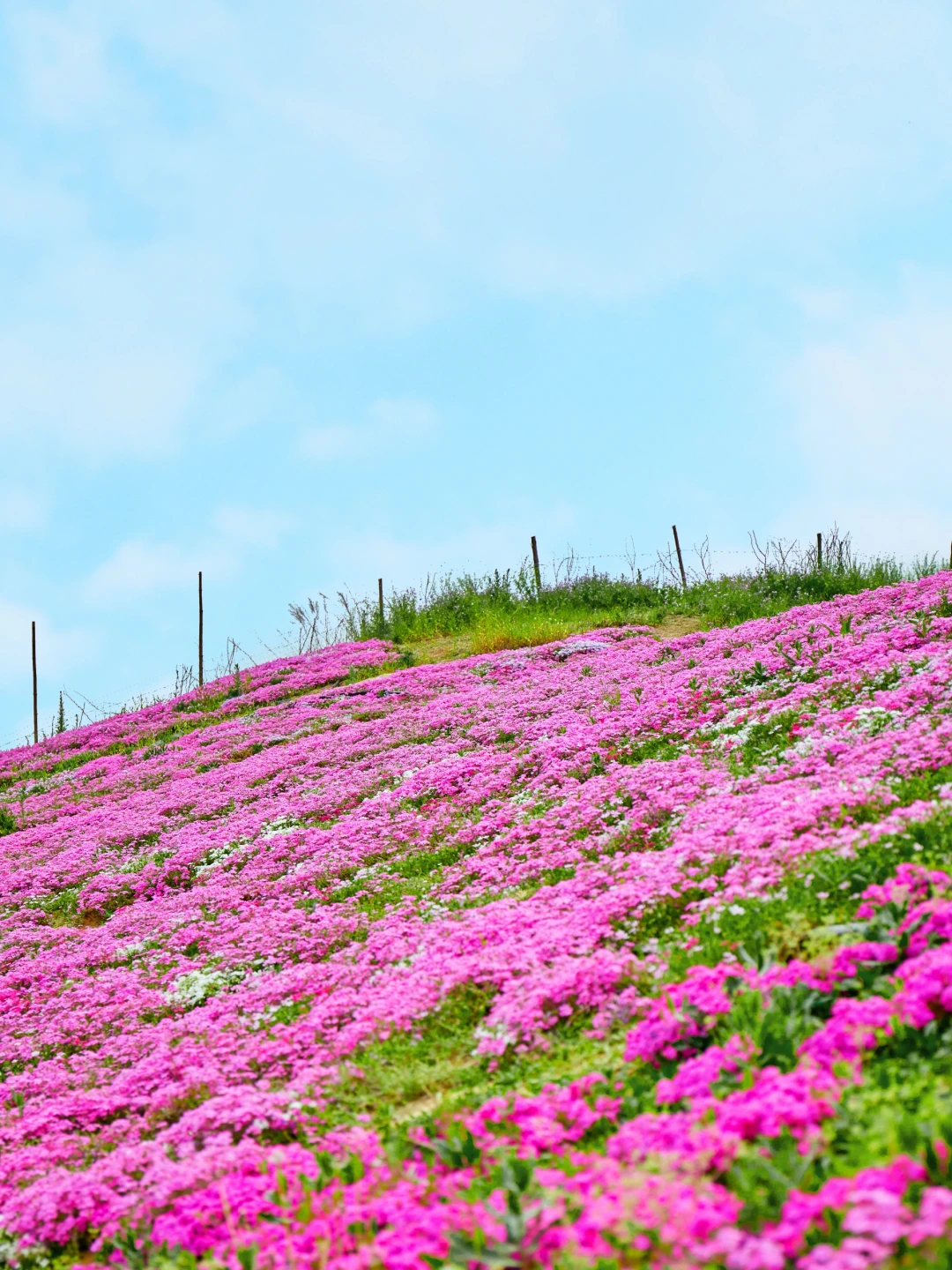 西安小众花海！公交直达的芝樱花花海！