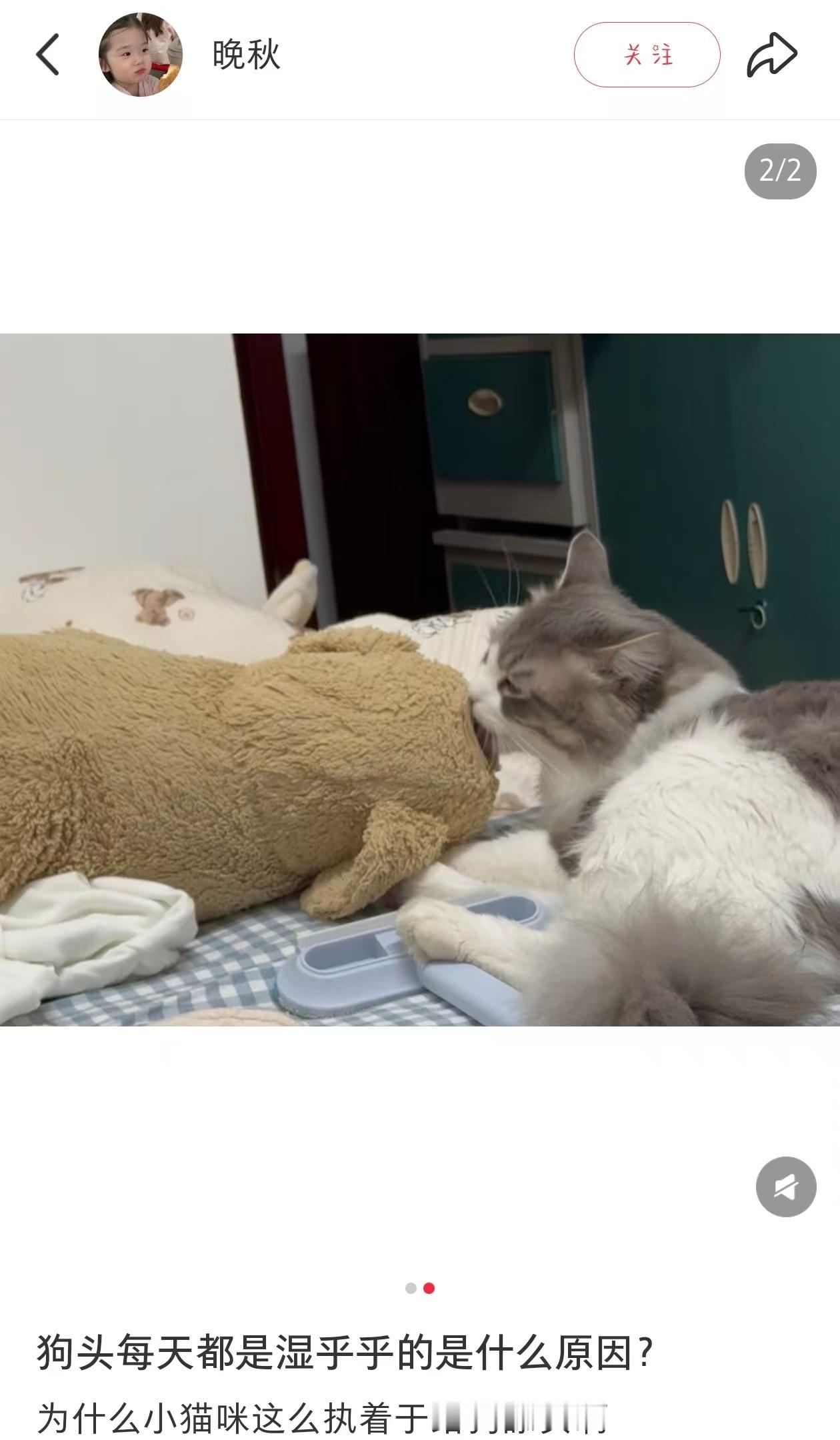 观中无事，抽空不看几只大肥猫，只要圆子