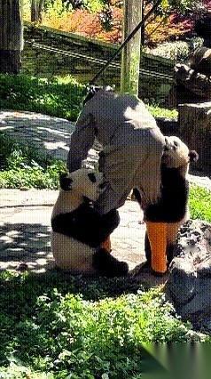 饲养员提着扫帚刚踏进院子，就感觉不对劲。左边一个黑白影子滚过来，右边一个也滚过