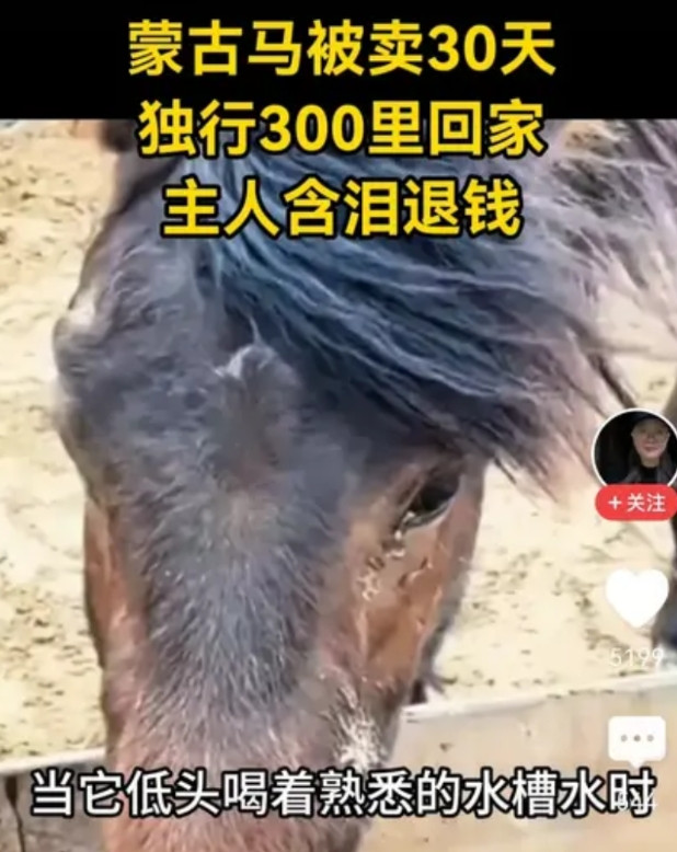 这就叫忠诚！据报道，蒙古有一小马驹，被主人卖到300公里外，小马驹凭着记意和嗅
