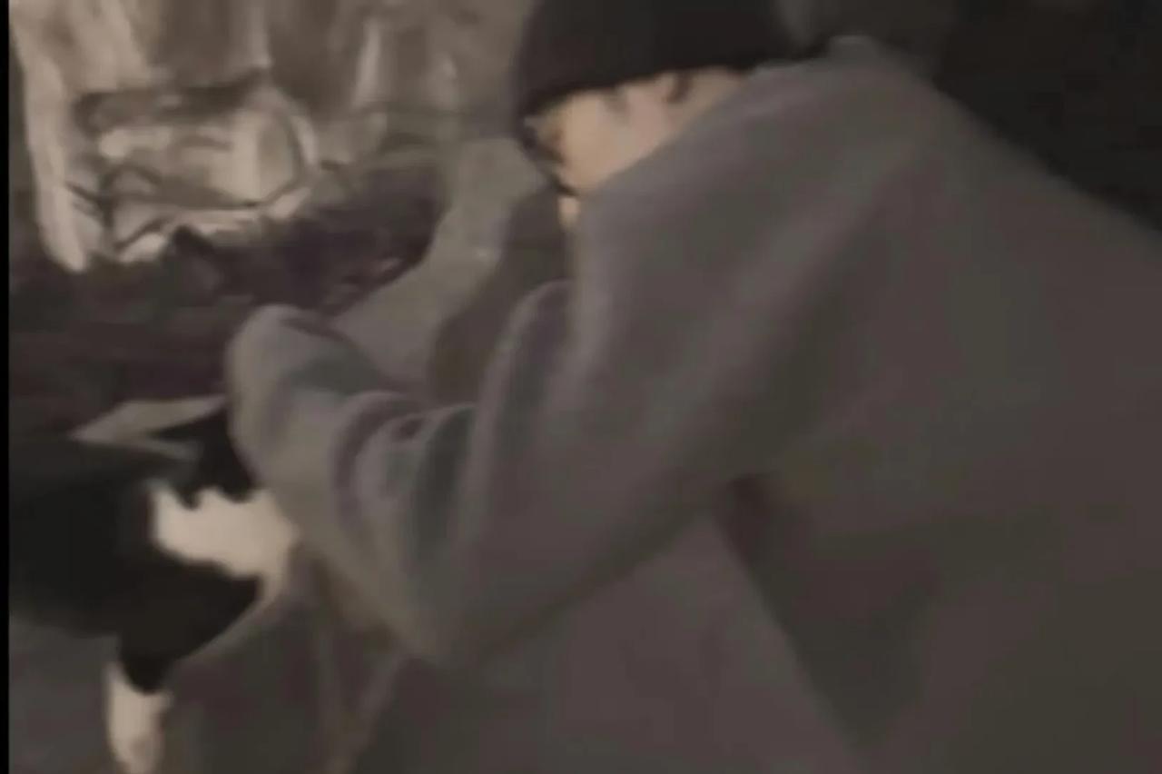 我重生了，睁开眼我变成了一只奶牛猫