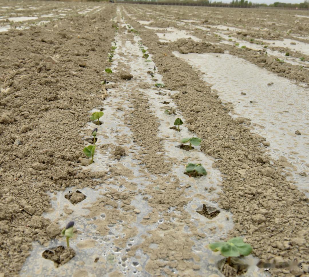 春日生活打卡季田地里的幼苗刚种下，整齐排列。棉苗齐涮涮很好棉花用什么肥料效果好