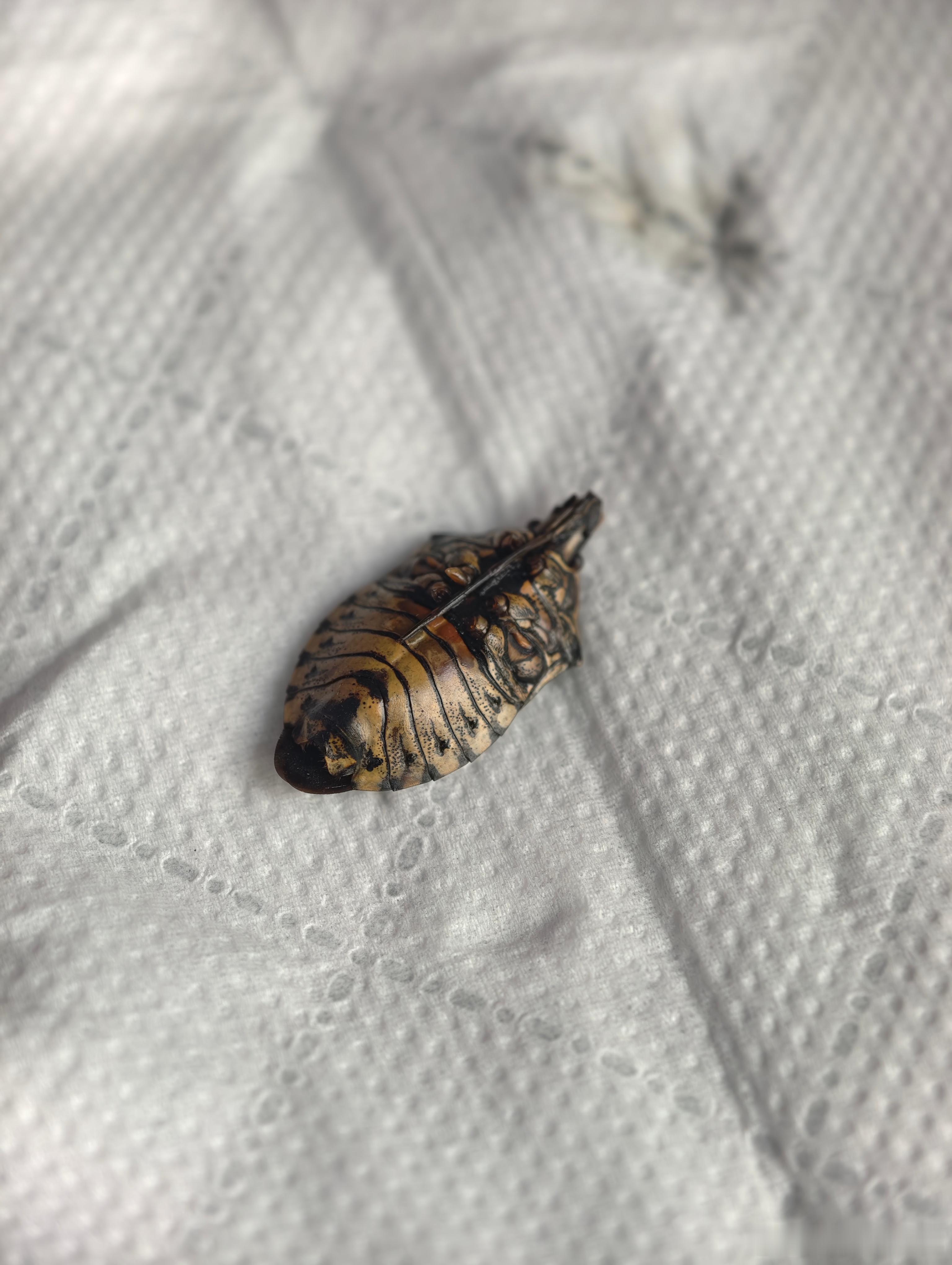 卧槽，泡个茶发现茶叶里有只臭屁虫[裂开]​​​
