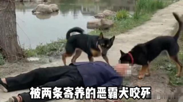 上海浦东，老祁父子俩在郊区承包了一处鱼塘，主要用来养育鱼仔、寄养宠物等。申先生则