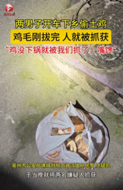 “偷鸡不成蚀把米！”安徽，两名男子开车跑到农村，用弹弓打走了两只正在路边“溜达”