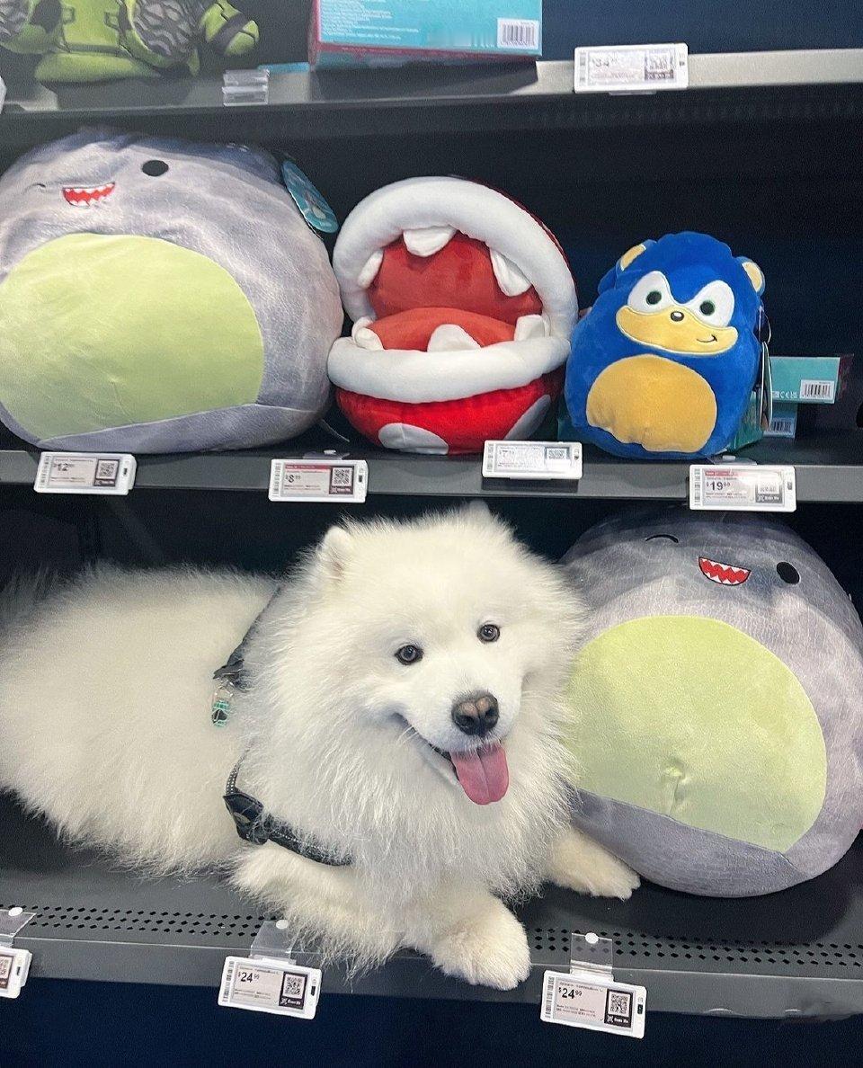 萨摩耶：我要把自己卖了买新玩具！