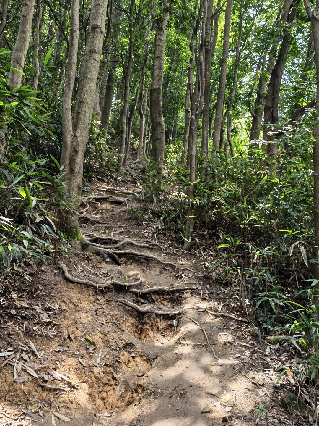 黄山鲁登山线，蝴蝶洲公园-东门