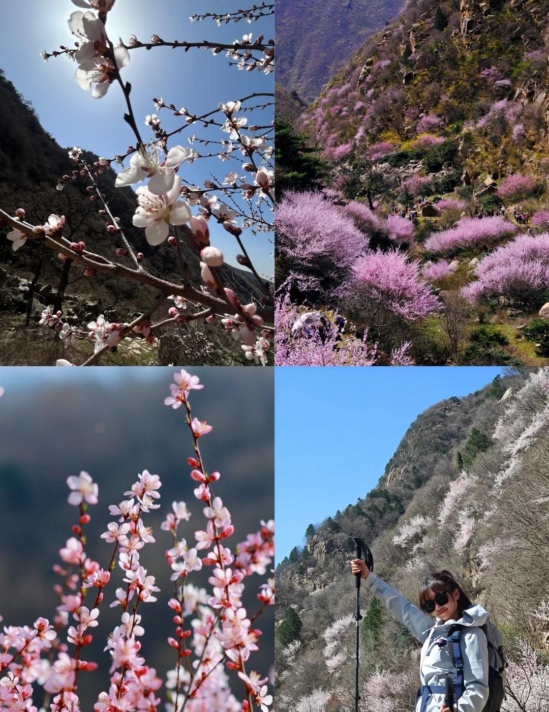 🔥西安周边赏桃天花板！三凤山桃花即将开✨秦岭深处的野生桃林太绝了！不用跑林芝