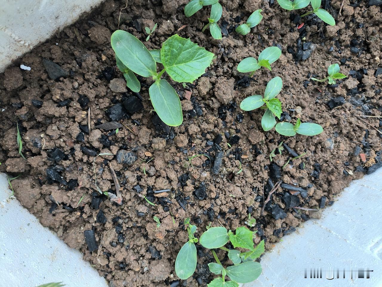 一大早起来，到菜地里看，只想骂人。前段时间我买了一包黄瓜种