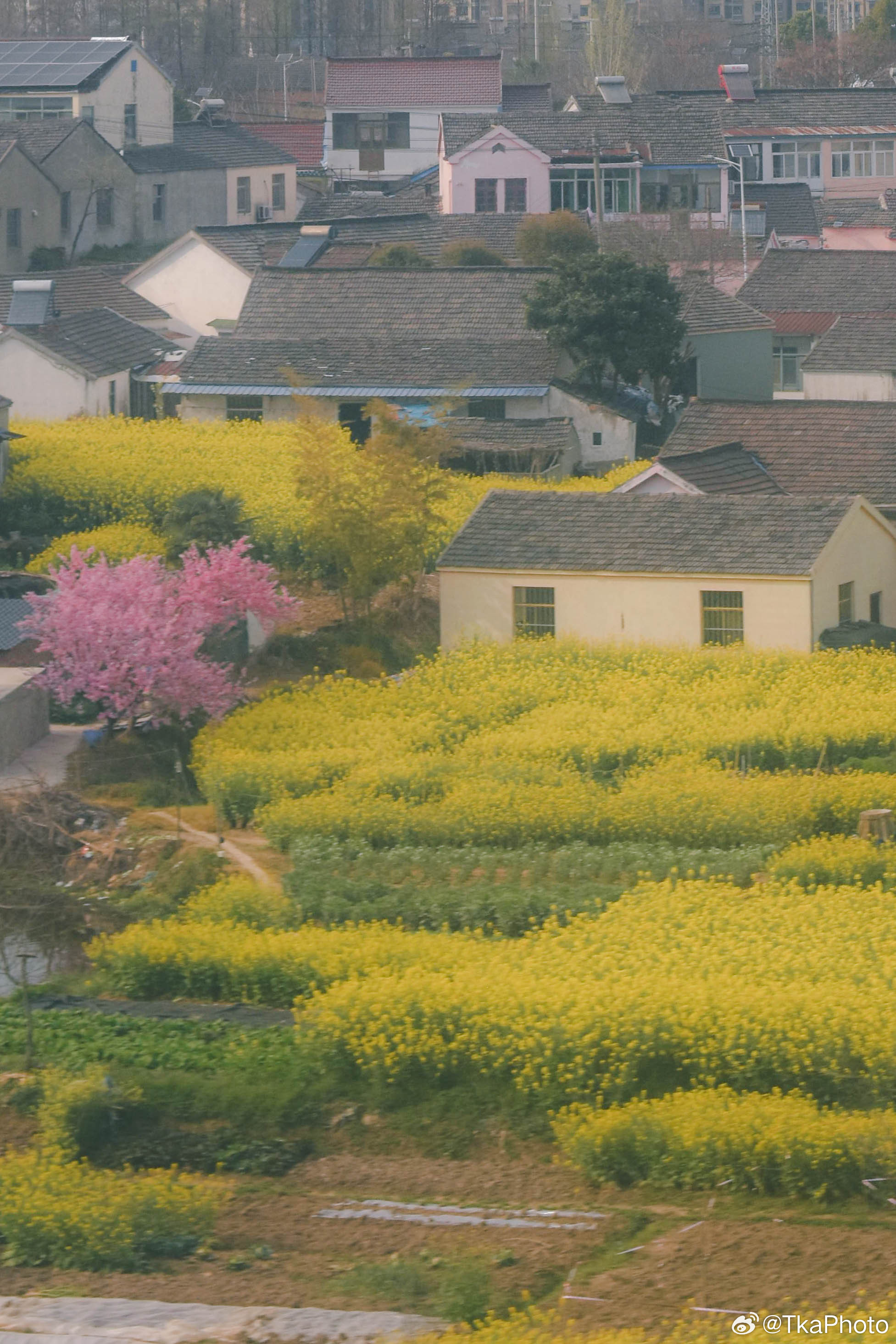 江南这个季节很多的油菜花今天坐高铁在高铁上拍的南京附近的小村子颜色斑斓的很