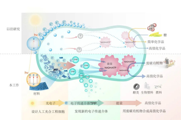 【科学家构建人工光合工程细胞！】近日，中国科学院深圳先进技术研究院等成功构建出一