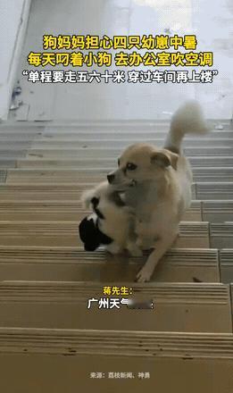 太让人动容！工厂里的狗妈妈怕四只幼崽高温中暑，每天一趟趟叼着小狗，送到办公室吹空