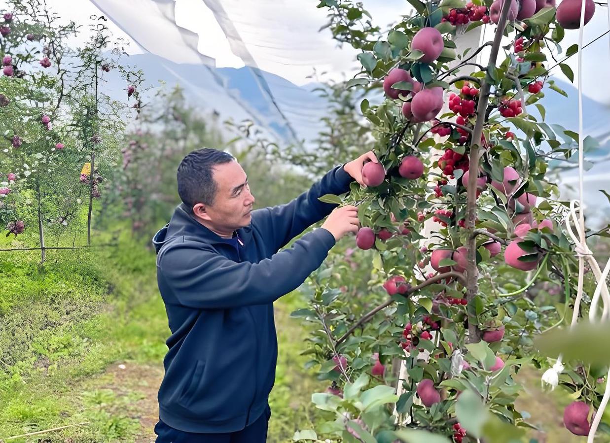 贵州省毕节市威宁县的果农们都在私下议论，他们熟悉的高级农艺师，县果蔬产业发展中心
