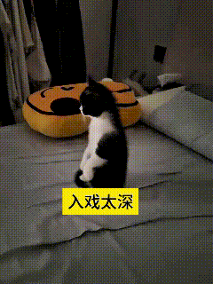 真没想到小猫追剧也能这么上头！电视上演感人的情节，这小家伙直接直直地站在床上，既