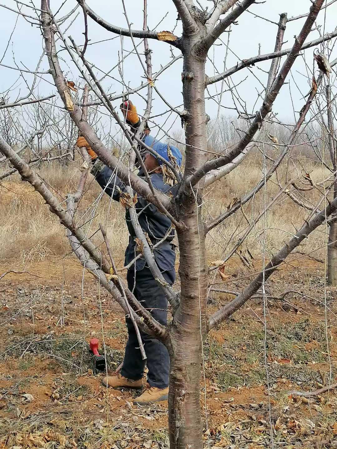 12月樱桃管理核心要点（果农必备）核心目标保树体、防冻害、清果园、养根系
