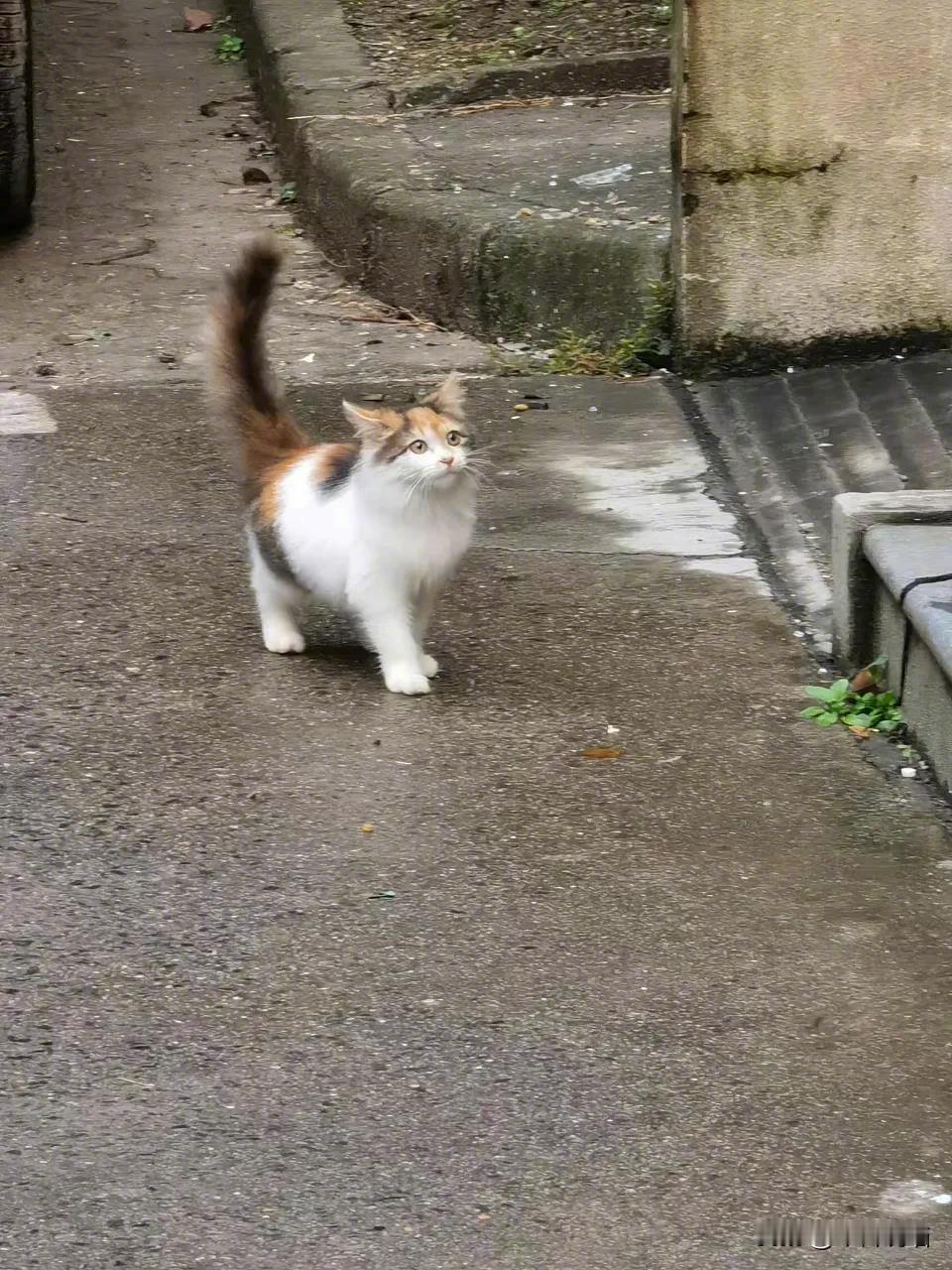 怎么会有这么漂亮的流浪猫[哭哭][哭哭][哭哭]这是坠入凡尘的小天使