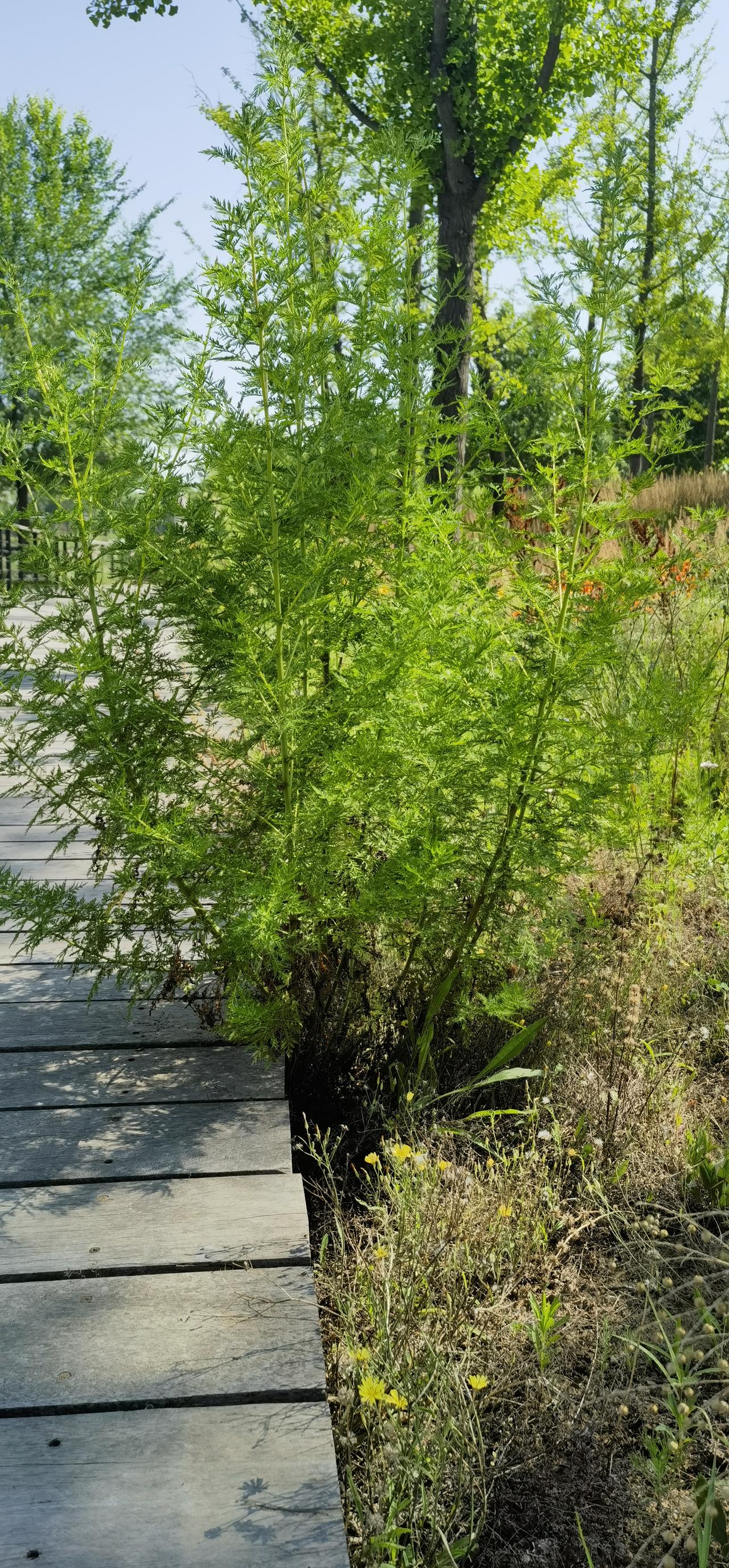 青蒿，一年生草本植物。植株干挺枝舒，叶片互生，碎杂而纤小，近闻有恶臭，故而又名