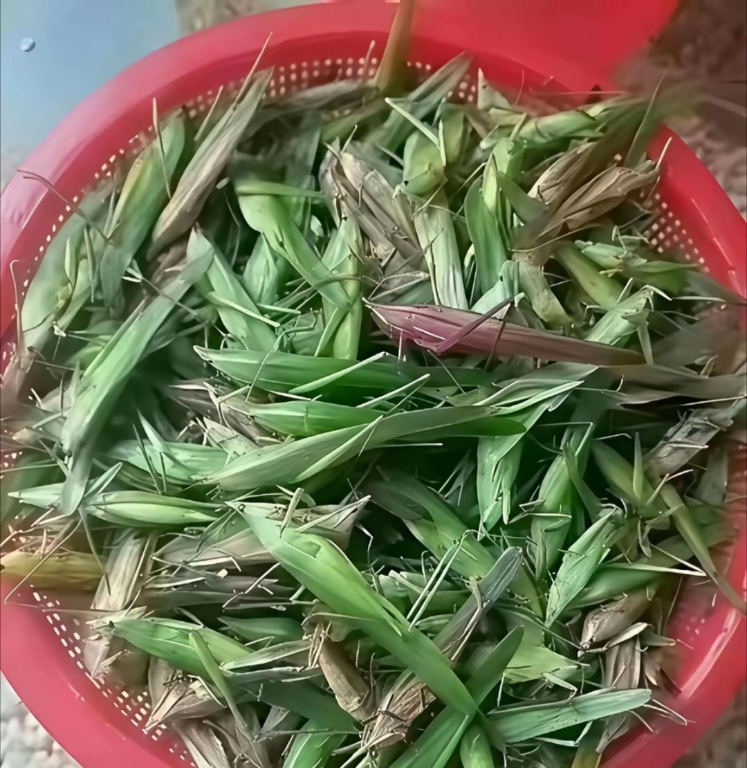 这个在你们老家方言叫啥