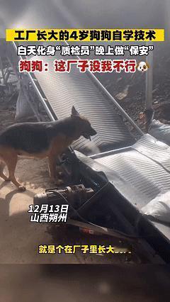 这下科学也解释不清了！近日山西朔州，武女士有一家饲料加工厂，四年前收养了一只