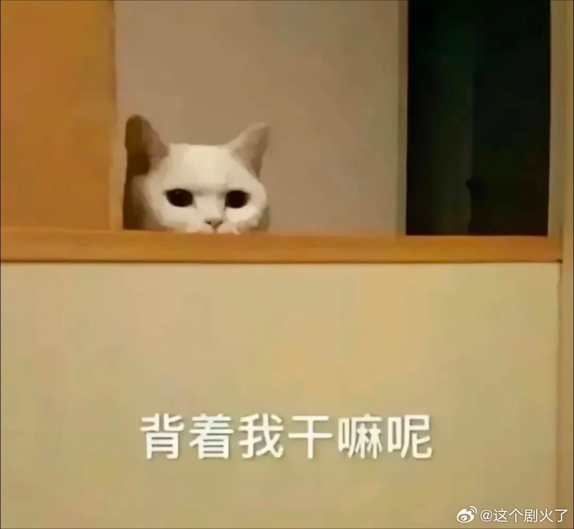 猫咪表情包分享。