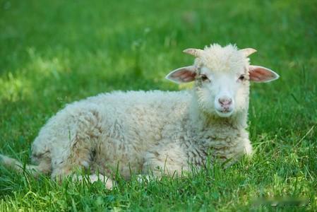 🐑生肖羊的爱情组合羊+鼠：相害，心思敏感，减少猜忌羊+牛：相冲，理念不