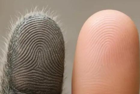 脸都不要了！悉尼一名31岁男子用考拉指纹做成粘性手套，多次入室盗窃，警方在多个案