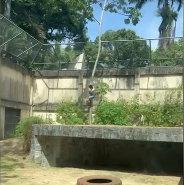 一名19岁的男子翻越动物园的栏杆，想找狮子单挑，结果被狮子咬死。这名男子叫马查