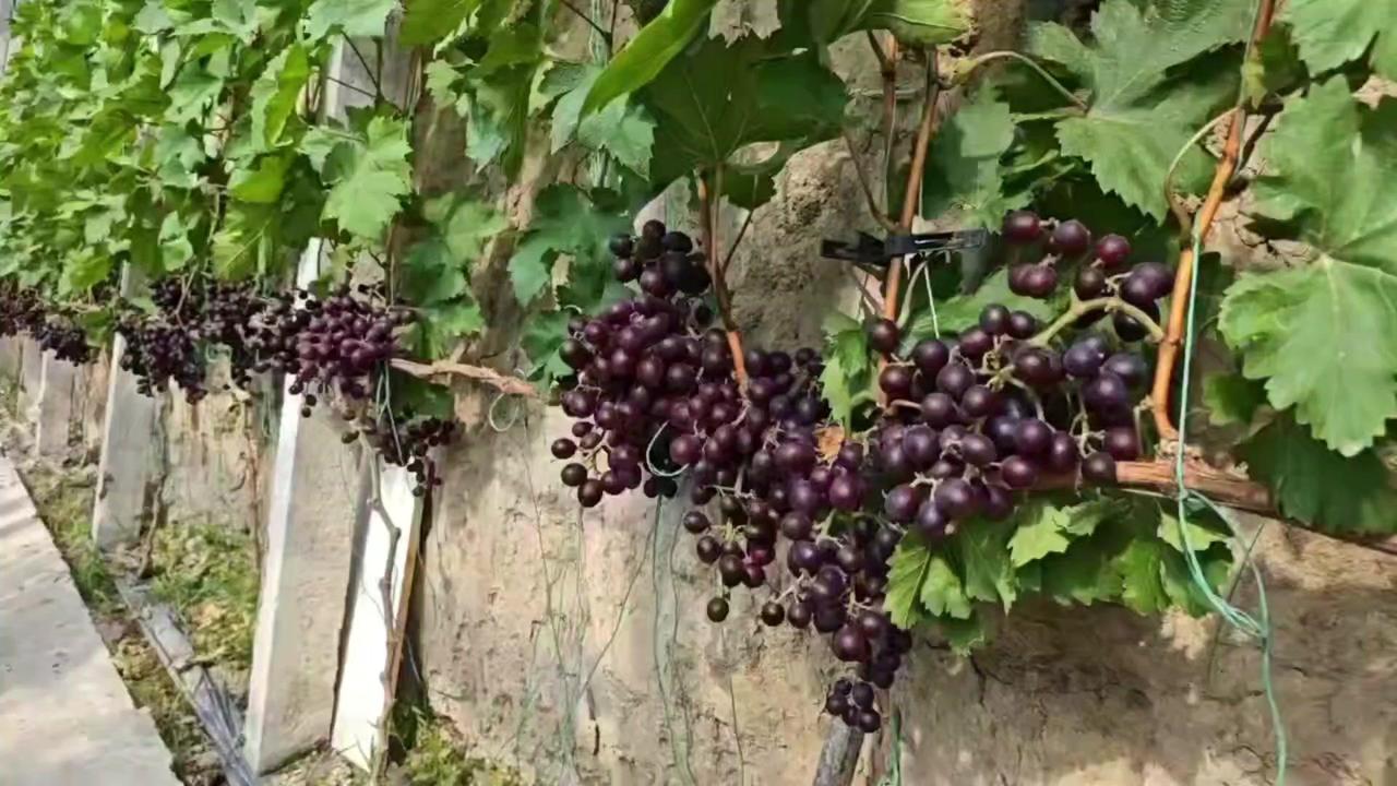 暖棚种植的"春红三号"葡萄今年第一次挂果就惊艳了！1️⃣玫瑰清香浓郁：凑近就能