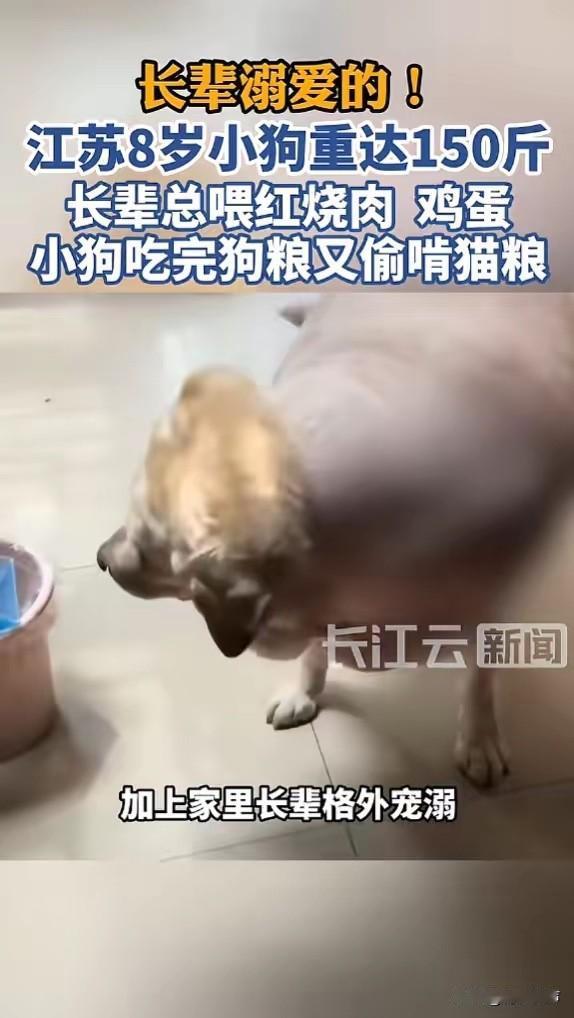 “开眼了！”5月31日报道，江苏，一小狗长期被长辈溺爱，经常吃红烧肉和鸡蛋，吃完