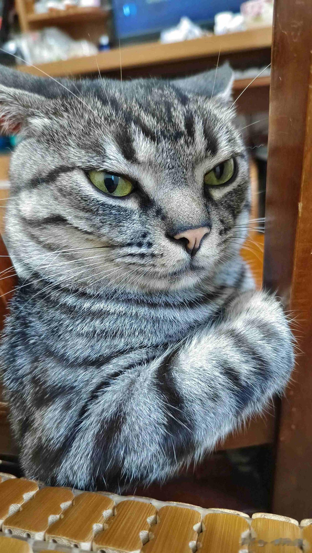 一只猫的温暖，三年情比血浓，倒计时的阴影我小时候觉得宠物就是会动的玩意儿，去
