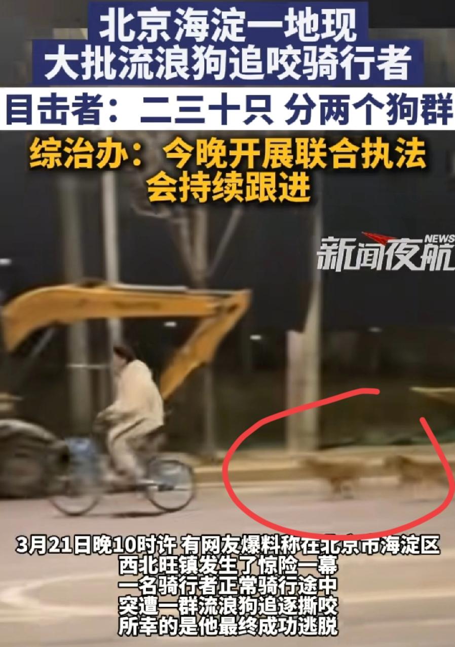 北京大批流浪狗追咬骑行者，太吓人了，幸亏是年轻小伙，骑着车跑得快，如果碰到老人、