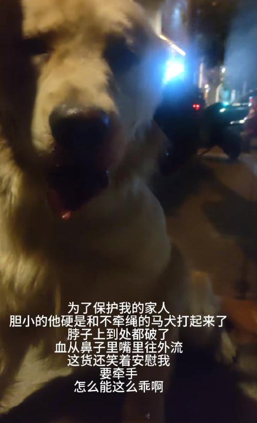 打开了一本关于勇敢小狗小猫们的书​​​
