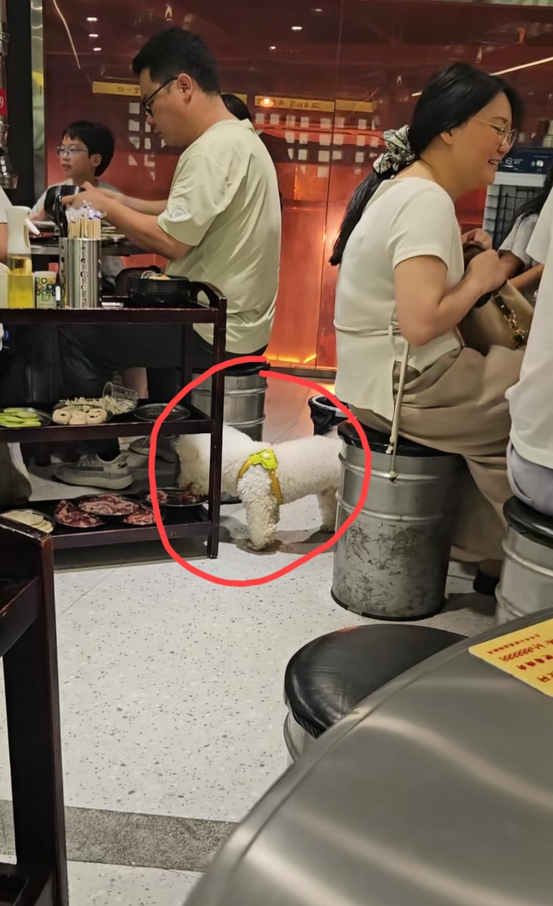 湖南网友发布的一个视频:在一家烤肉店内，一只小狗正在偷吃食盘里面还没有烤过的肉…