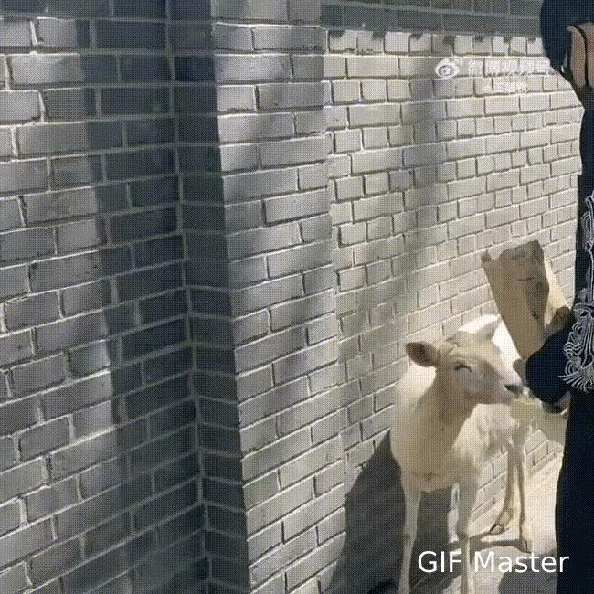 大头不愧是金牛座啊，小时候爸妈带他去动物园，他就喜欢小鹿和奶牛，如今成了国