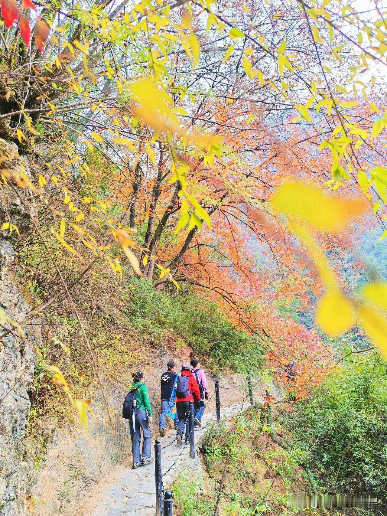 现在三峡龙脊还有红叶，选个好天气的日子去吧，晚了就要再等一年了。//@岁月不负我