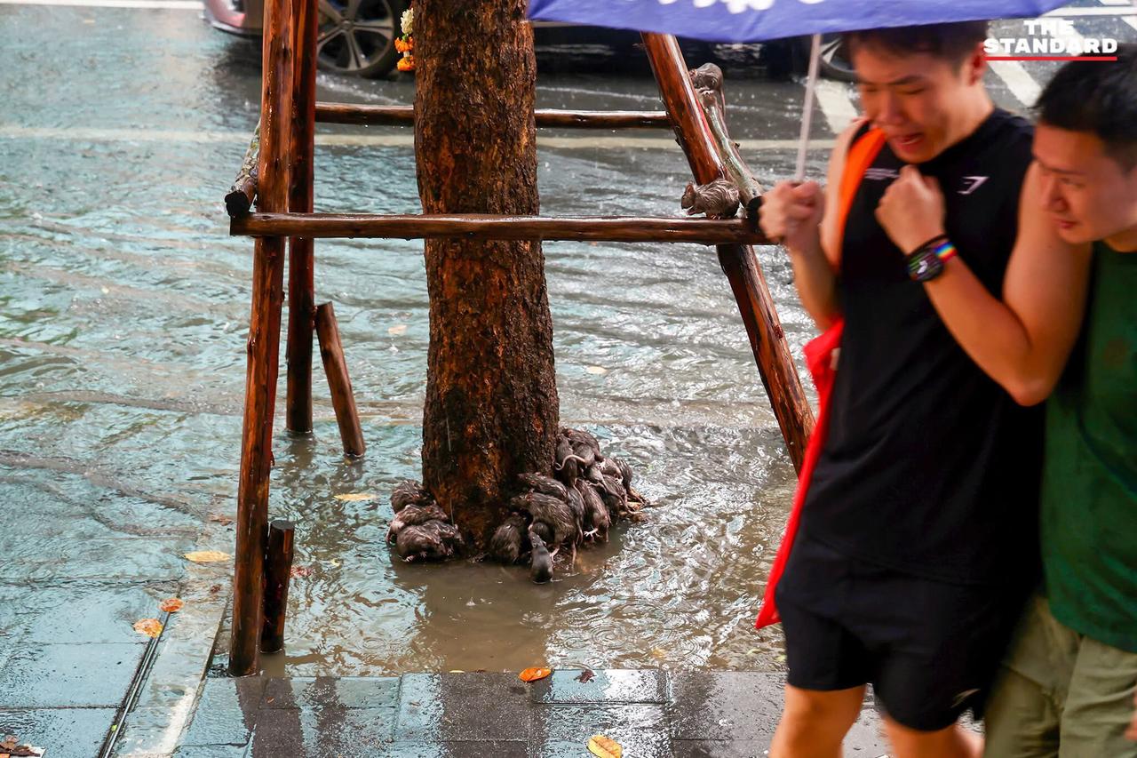 今天的曼谷，下了大雨。黑衣服小哥哥（也很可能是小姐姐）被街边涌出的巨大老鼠吓得浑